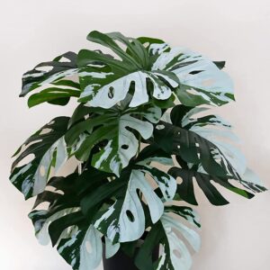 Blooming Floret Artificial Monstera Plant | with Basic Black Pot | Contrasting Leaves in Green & White | Ornamental Plant for Interior Decor/Home Decor/Office Decor | 18 Leaves | Durable