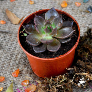 Echeveria 'Black Prince'