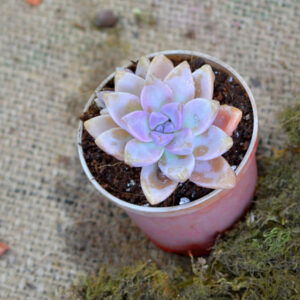 Graptosedum 'Alpenglow'