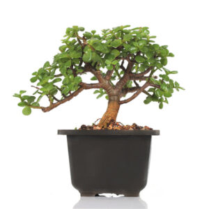Bonsai Dwarf Jade