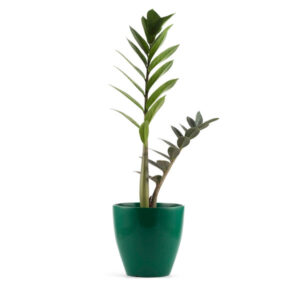 Leo Green FRP Planter