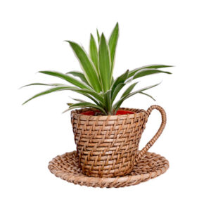 Cup and Saucer Natural Cane Handmade Planter